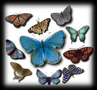 Butterflies